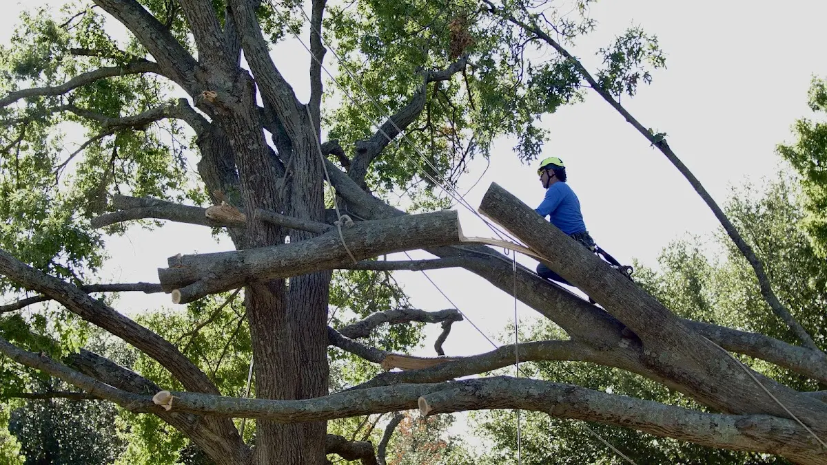 Professional Crown Thinning performed by certified arborists in Jacksonburg
