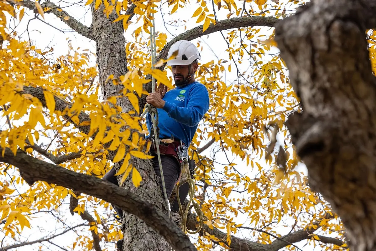 Skilled Storm Damage Cleanup crew working in Jacksonburg